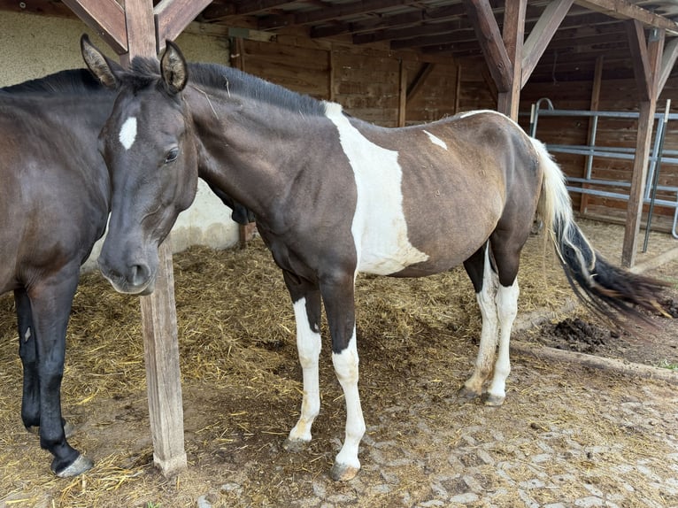 Andaluces Yegua 2 años 148 cm Tobiano-todas las-capas in Ballenstedt