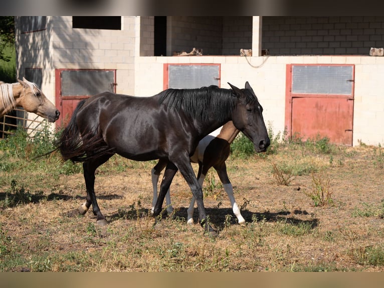 Andaluces Yegua 2 años 148 cm Tobiano-todas las-capas in Ballenstedt