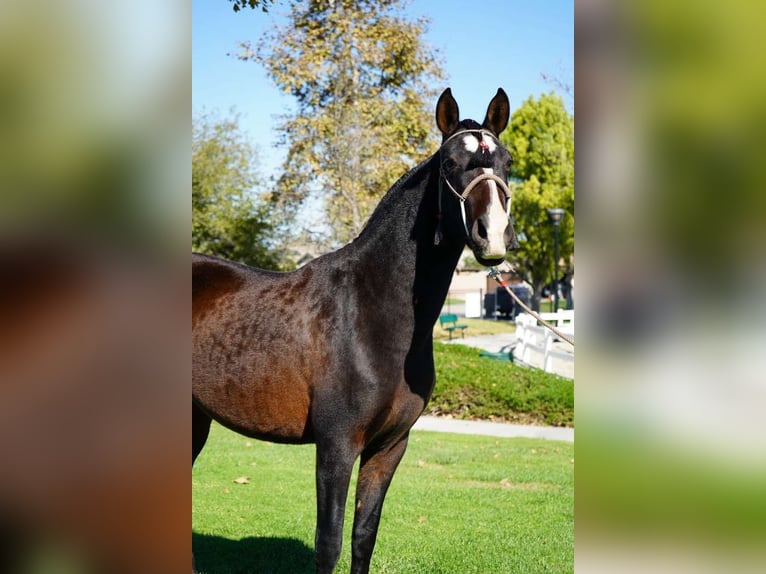 Andaluces Yegua 2 años 152 cm Negro in Corona, CA