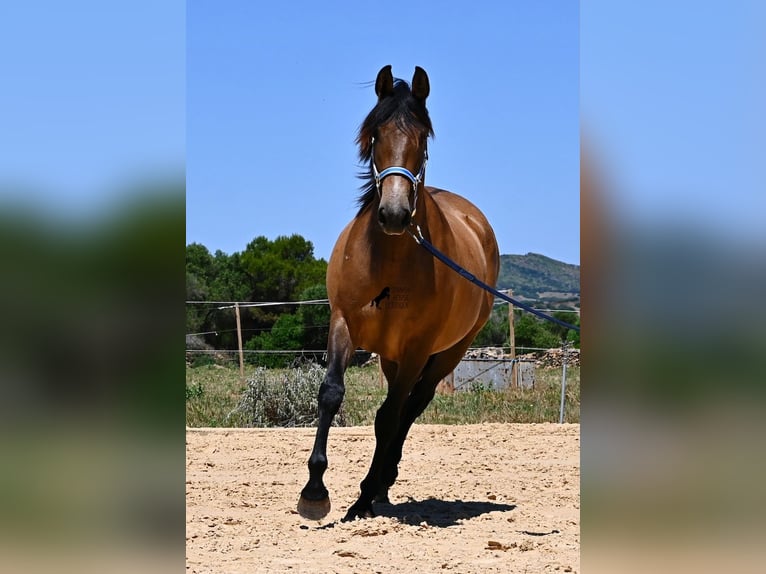 Andaluces Yegua 2 años 153 cm Bayo in Menorca
