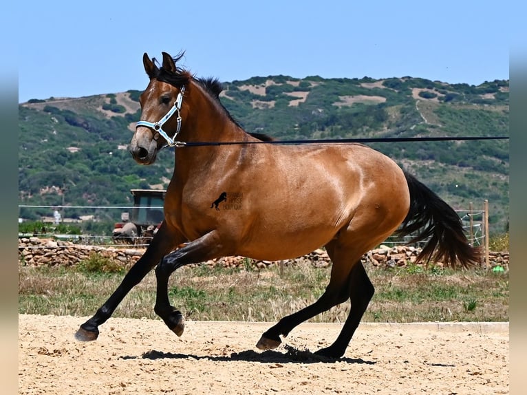 Andaluces Yegua 2 años 153 cm Bayo in Menorca