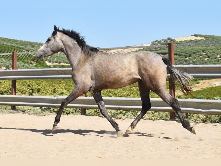 Andaluces Yegua 2 años 154 cm Tordo in Provinz Cordoba