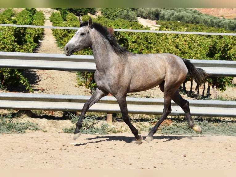 Andaluces Yegua 2 años 154 cm Tordo in Provinz Cordoba