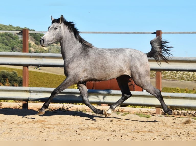 Andaluces Yegua 2 años 154 cm Tordo in Provinz Cordoba