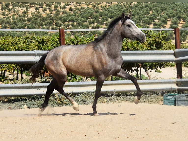 Andaluces Yegua 2 años 154 cm Tordo in Provinz Cordoba