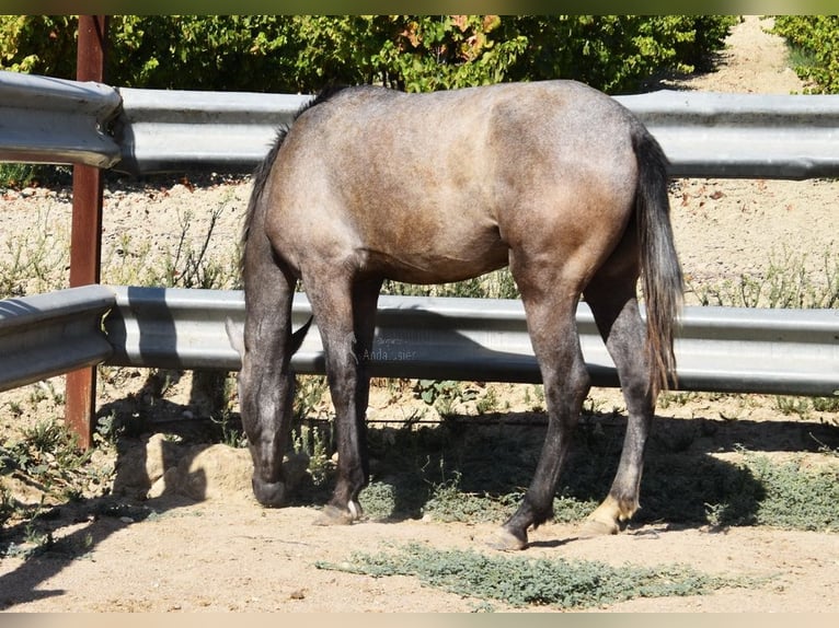 Andaluces Yegua 2 años 154 cm Tordo in Provinz Cordoba