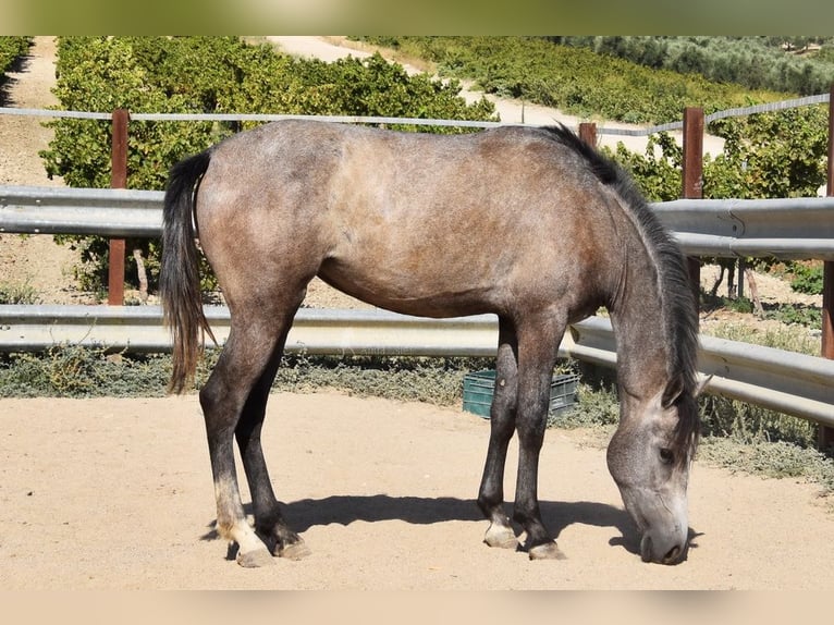 Andaluces Yegua 2 años 154 cm Tordo in Provinz Cordoba