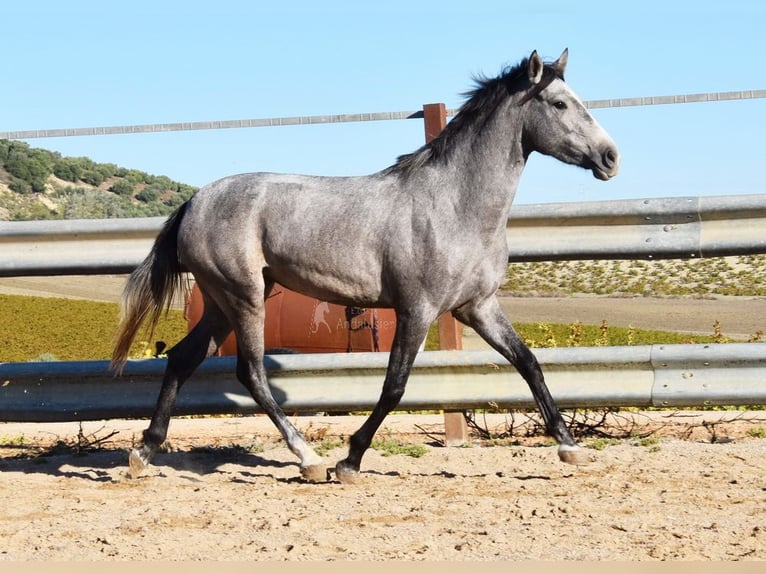 Andaluces Yegua 2 años 154 cm Tordo in Provinz Cordoba