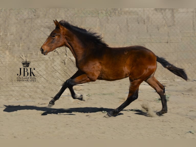 Andaluces Yegua 2 años 160 cm Musgo in Tabernas Almeria