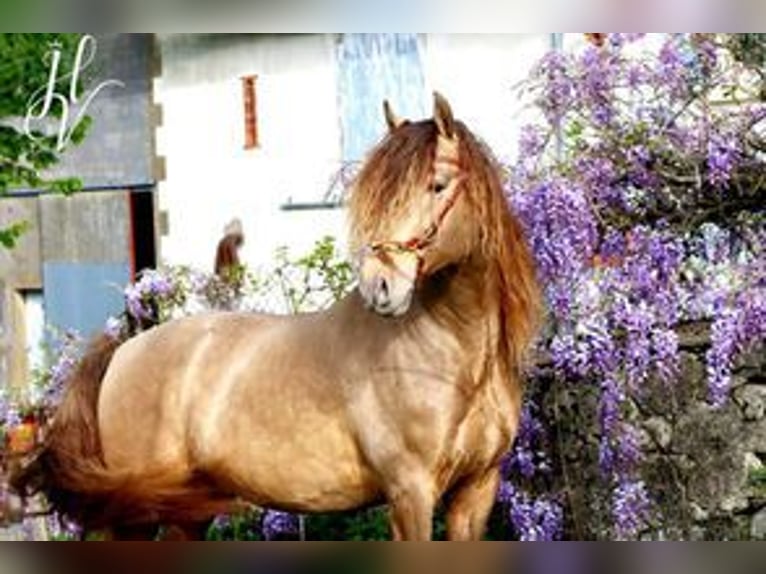 Andaluces Yegua 2 años 162 cm Perla in Loye sur Arnon