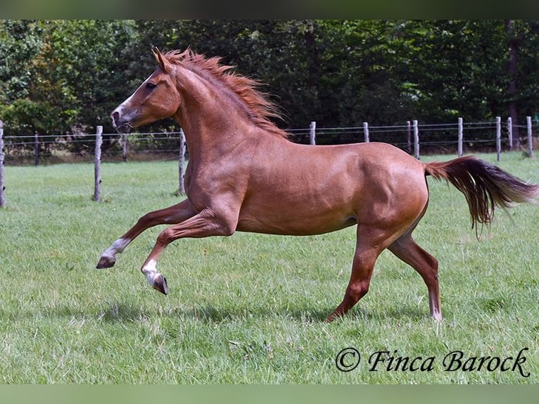 Andaluces Yegua 3 años 153 cm Alazán in Wiebelseheim