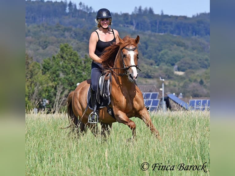 Andaluces Yegua 3 años 153 cm Alazán in Wiebelseheim