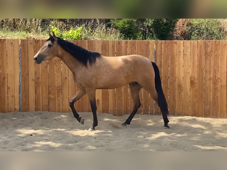 Andaluces Yegua 3 años 154 cm Buckskin/Bayo in Zerf