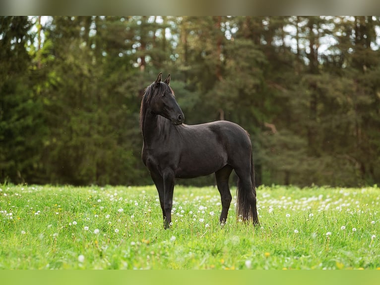Andaluces Yegua 3 años 154 cm Negro in Aug&#x161;daugavas nov.