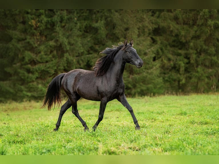 Andaluces Yegua 3 años 155 cm Negro in Augšdaugavas nov.