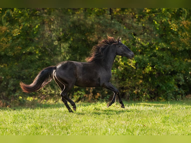 Andaluces Yegua 3 años 155 cm Negro in Augšdaugavas nov.