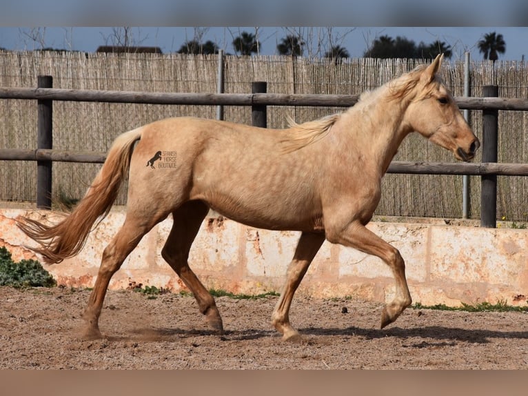 Andaluces Yegua 3 años 157 cm Palomino in Mallorca