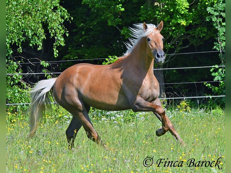 Andaluces Yegua 3 años 157 cm Palomino in Wiebelsheim