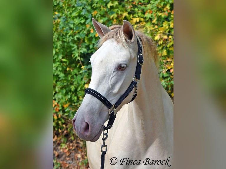 Andaluces Yegua 3 años 157 cm Perla in Wiebelsheim