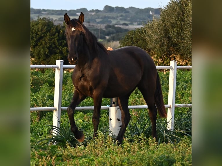 Andaluces Yegua 3 años 158 cm Negro in Menorca