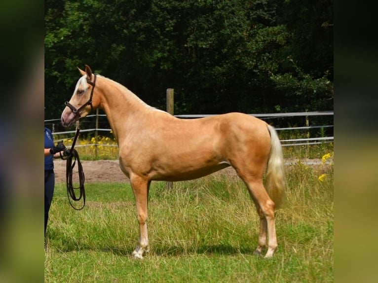 Andaluces Mestizo Yegua 3 años 158 cm Palomino in Bussum