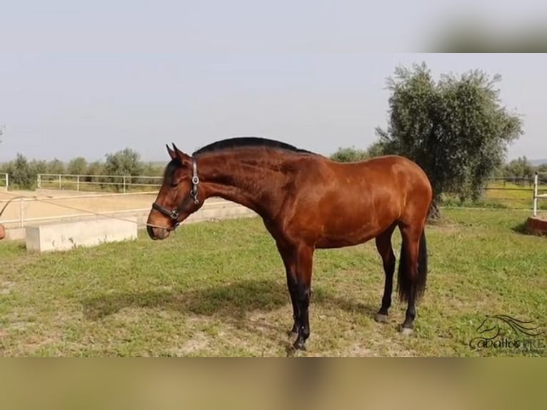 Andaluces Yegua 3 años 160 cm Castaño in Merida