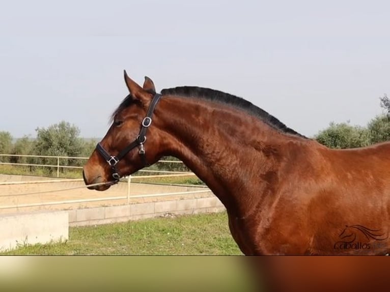 Andaluces Yegua 3 años 160 cm Castaño in Merida