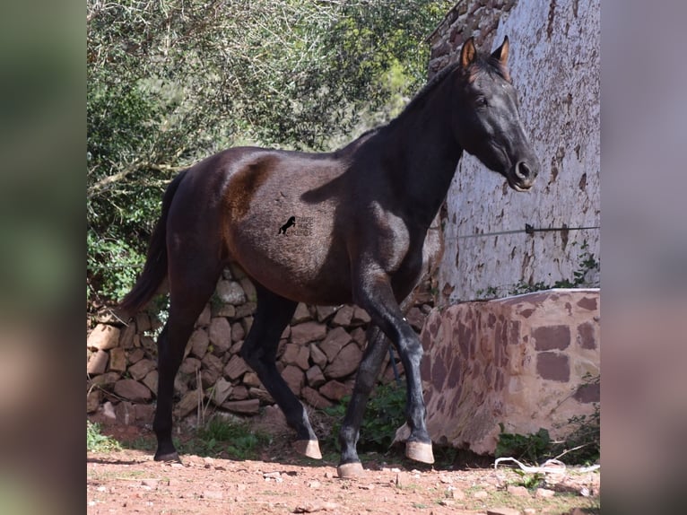 Andaluces Yegua 3 años 160 cm Negro in Menorca