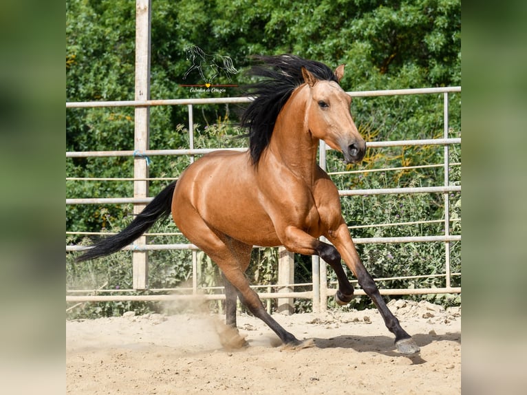 Andaluces Yegua 3 años 163 cm Bayo in Malaga