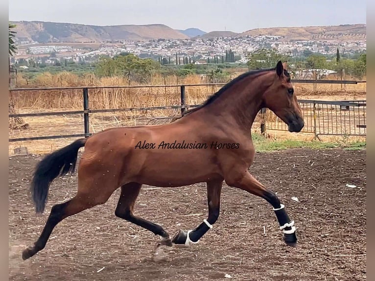 Andaluces Yegua 3 años 164 cm Castaño in sevilla