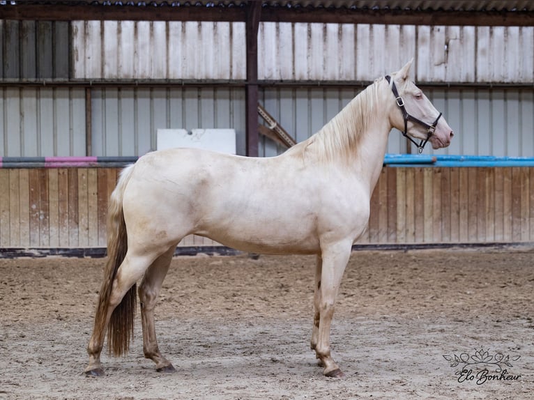 Andaluces Yegua 3 años 164 cm Cremello in Huy