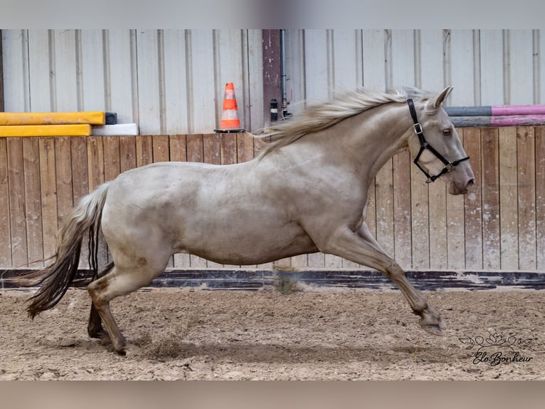 Andaluces Yegua 3 años 164 cm Cremello in Huy