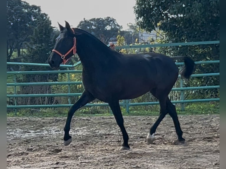 Andaluces Yegua 3 años 165 cm Negro in Mejorada