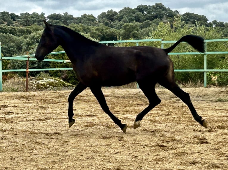 Andaluces Yegua 3 años 165 cm Negro in Mejorada