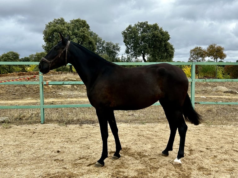 Andaluces Yegua 3 años 165 cm Negro in Mejorada