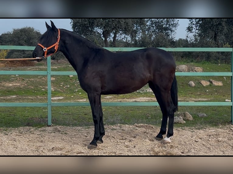 Andaluces Yegua 3 años 165 cm Negro in Mejorada