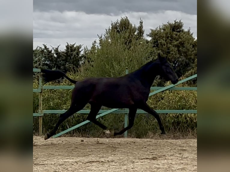 Andaluces Yegua 3 años 165 cm Negro in Mejorada