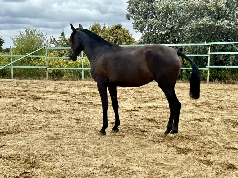 Andaluces Yegua 3 años 165 cm Negro in Mejorada