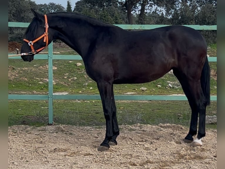 Andaluces Yegua 3 años 165 cm Negro in Mejorada