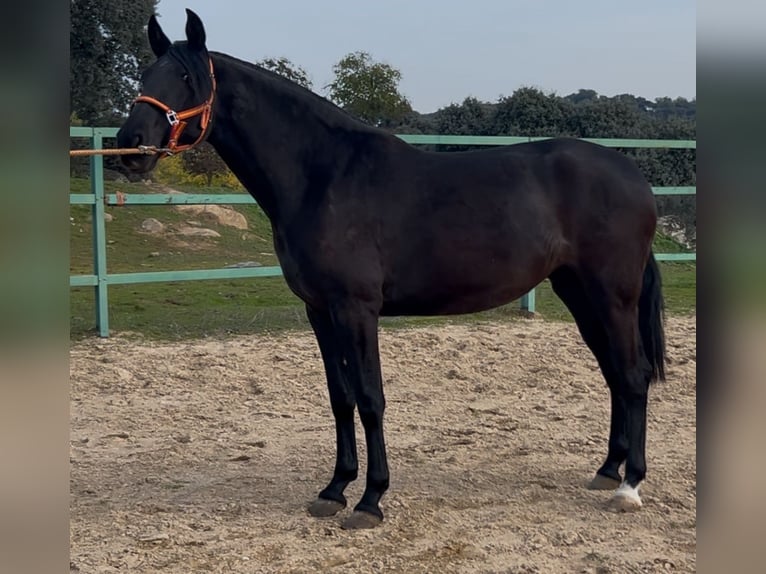 Andaluces Yegua 3 años 165 cm Negro in Mejorada