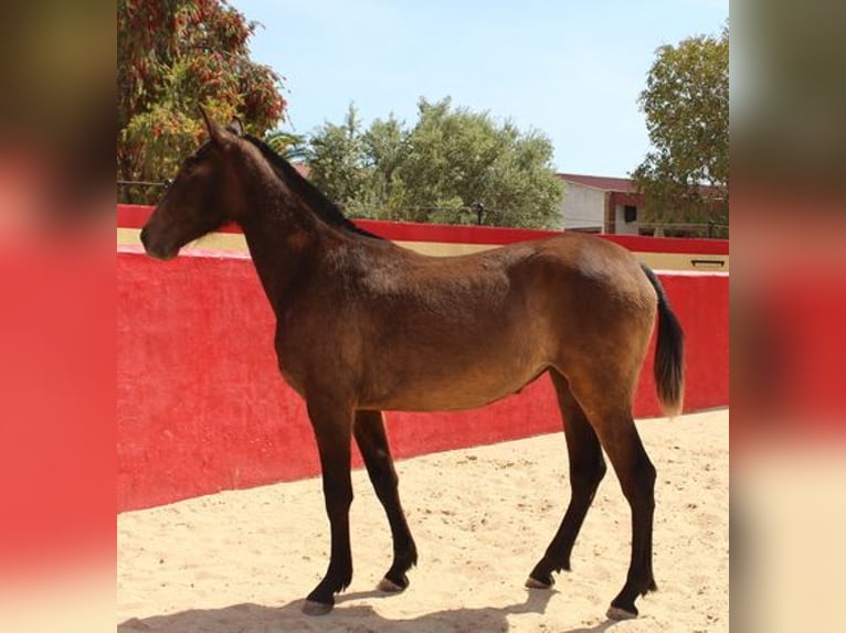 Andaluces Yegua 3 años Castaño rojizo in Badajoz