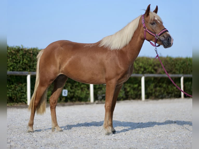 Andaluces Yegua 4 años 138 cm Palomino in Neustadt (Wied)