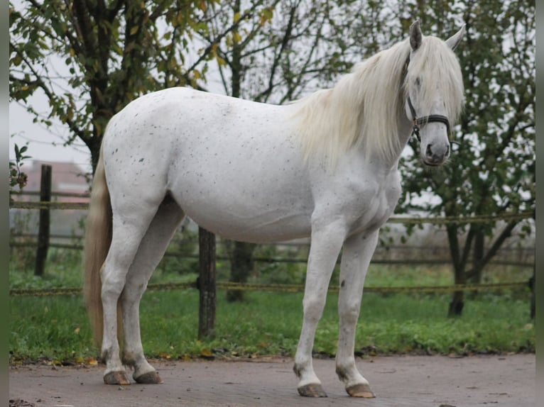 Andaluces Yegua 4 años 145 cm Atigrado/Moteado in Sendenhorst