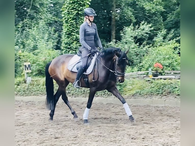 Andaluces Yegua 4 años 152 cm Castaño in Hassendorf