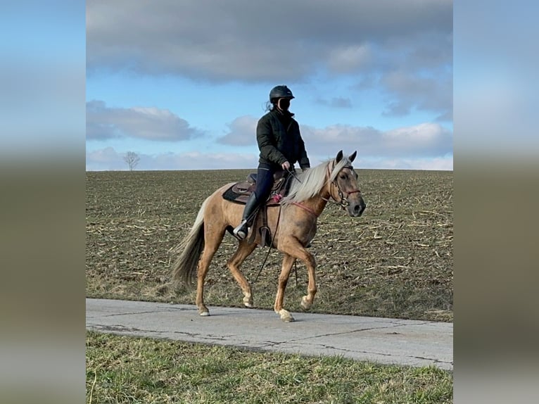 Andaluces Yegua 4 años 152 cm Dunalino (Cervuno x Palomino) in Daleiden