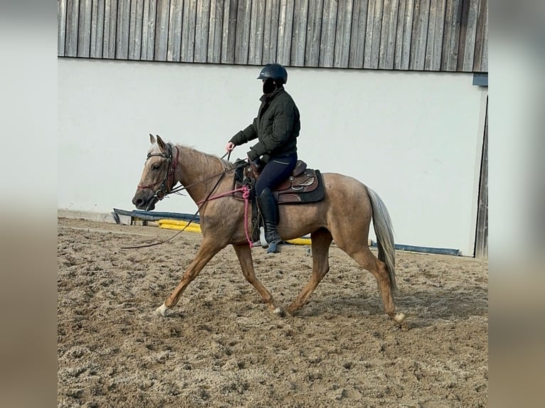 Andaluces Yegua 4 años 152 cm Dunalino (Cervuno x Palomino) in Daleiden