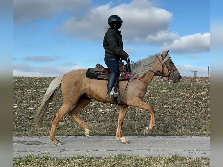 Andaluces Yegua 4 años 152 cm Dunalino (Cervuno x Palomino) in Daleiden