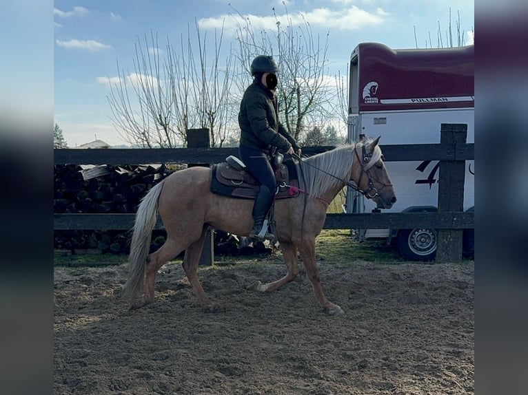 Andaluces Yegua 4 años 152 cm Dunalino (Cervuno x Palomino) in Daleiden