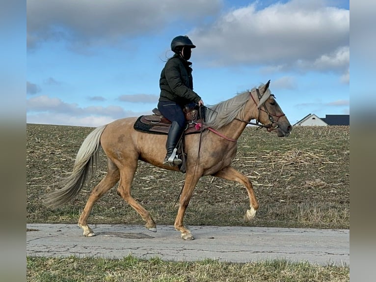 Andaluces Yegua 4 años 152 cm Dunalino (Cervuno x Palomino) in Daleiden