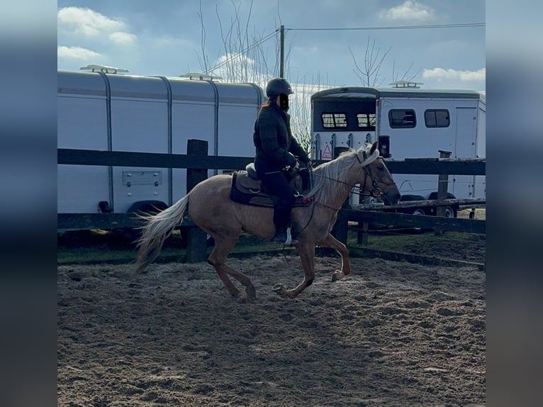 Andaluces Yegua 4 años 152 cm Dunalino (Cervuno x Palomino) in Daleiden